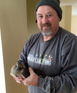 Tim rescued this duck from a closet wall in a home.